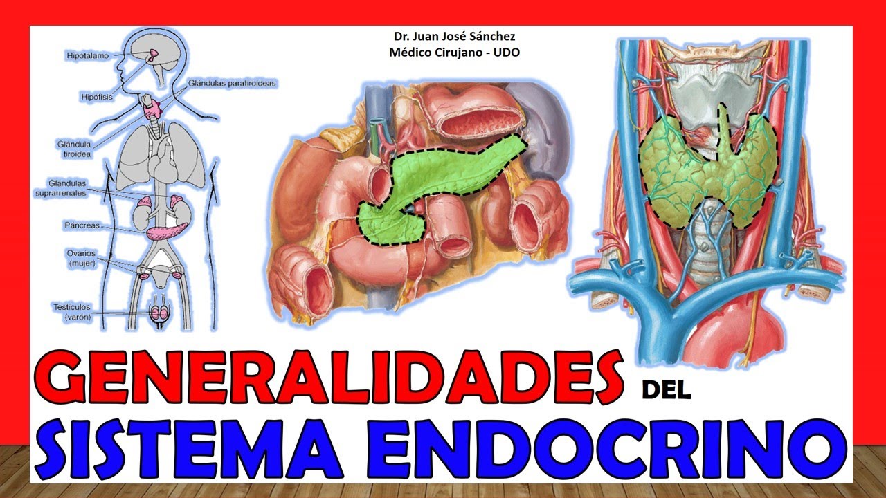 funcion general del sistema endocrino