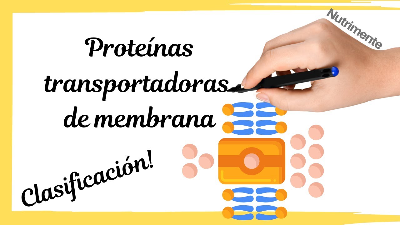 funcion transportadora de las proteinas