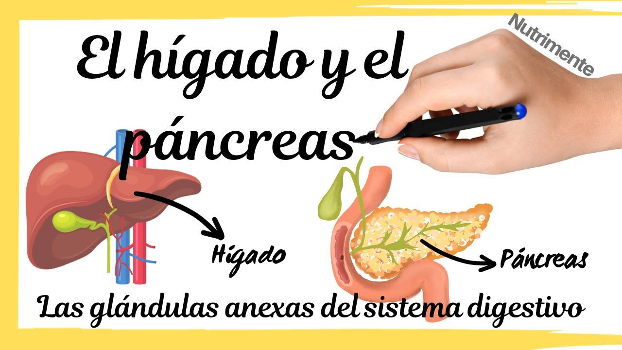 glandulas anexas del sistema digestivo