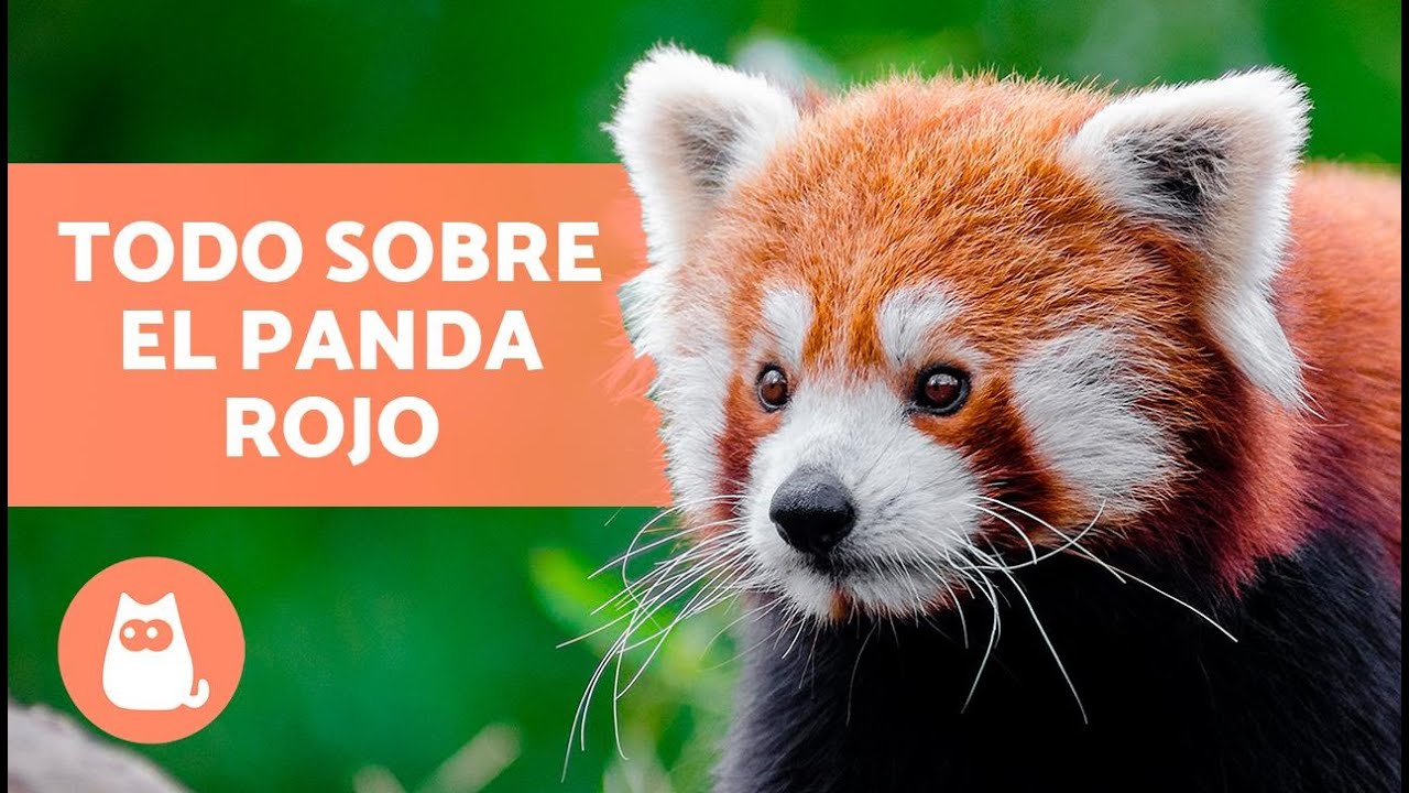 información sobre los pandas rojos