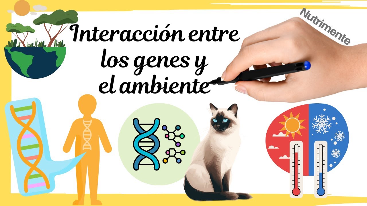 interacción con el ambiente ejemplos