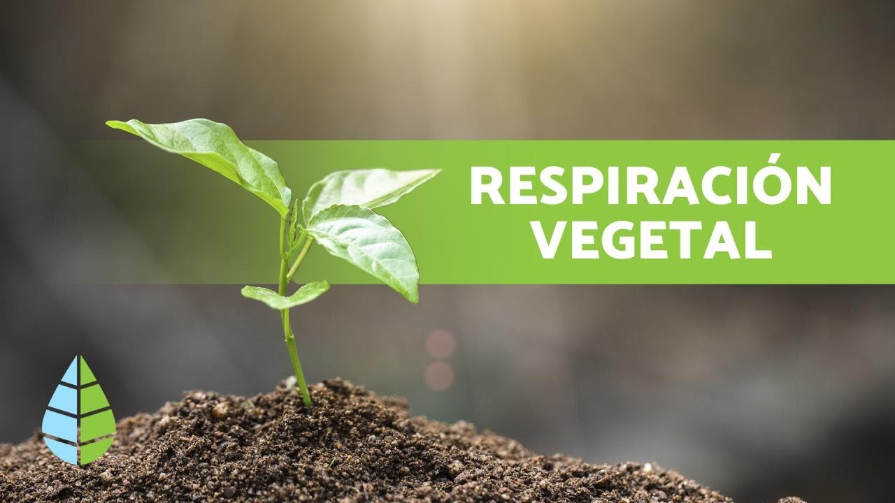 las plantas respiran de día y de noche