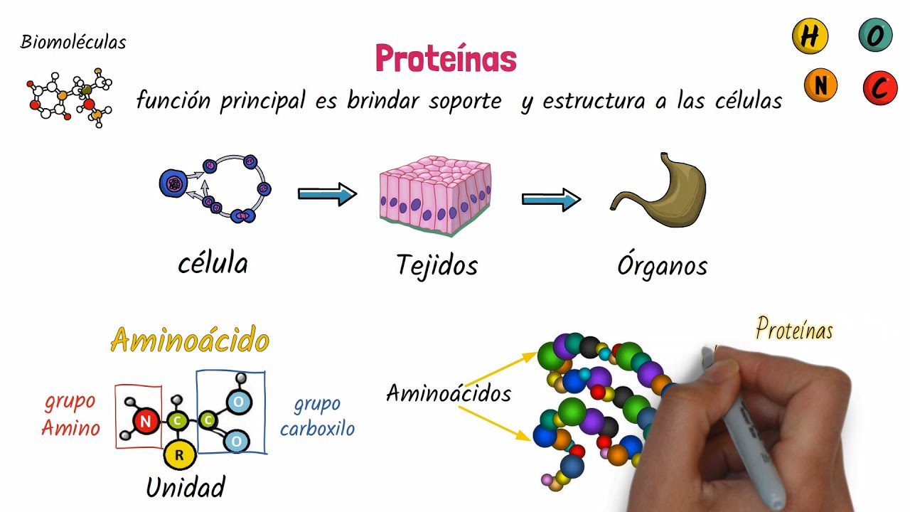 las proteínas son biomoléculas constituidas por la unión de