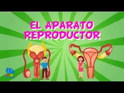 los ovarios liberan las celulas reproductoras femeninas llamadas