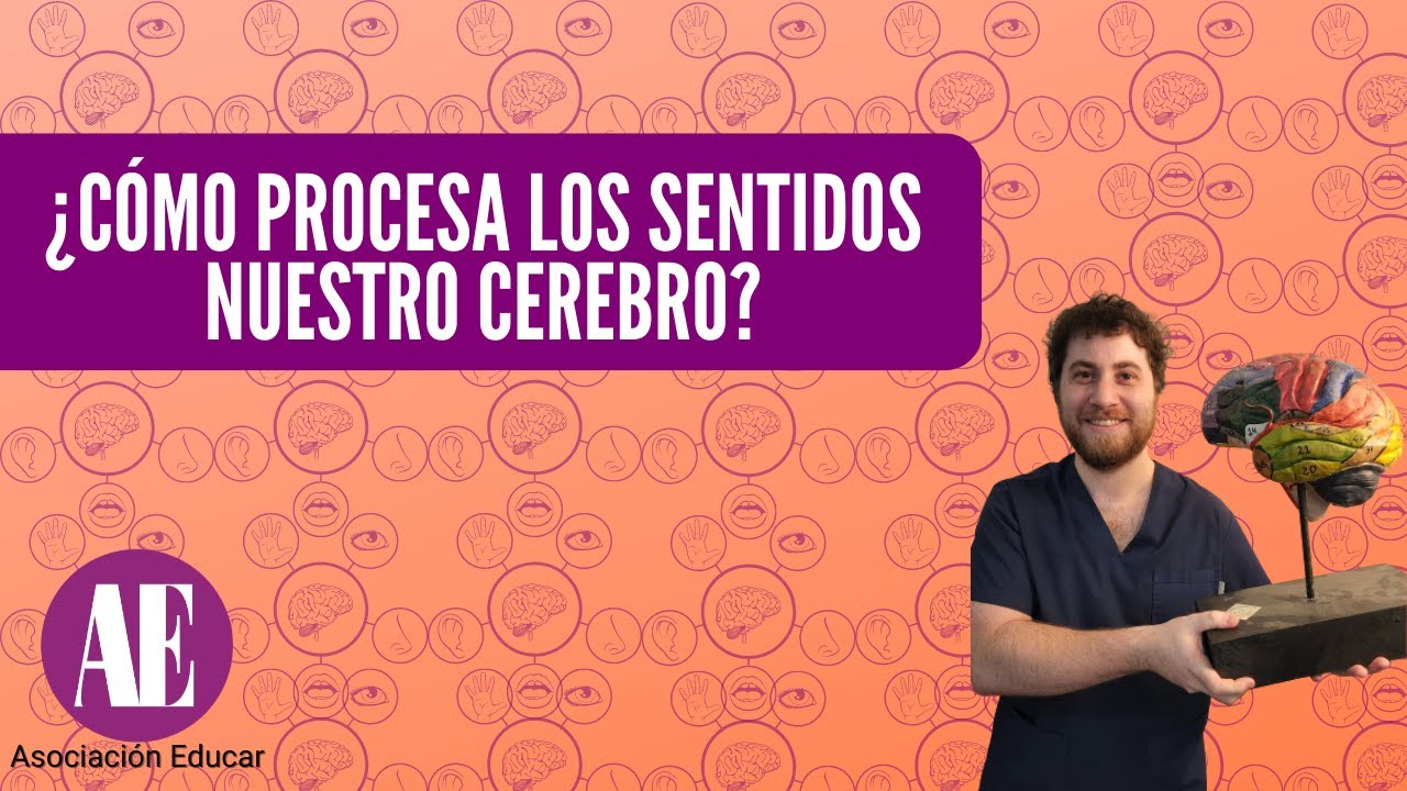 los sentidos reciben la información de lo que pasa en el entorno