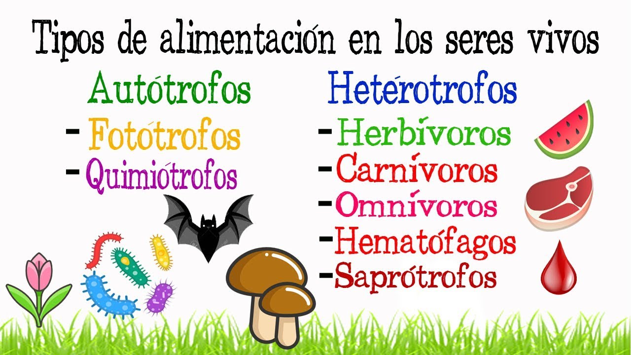 los seres vivos se nutren de diferentes maneras