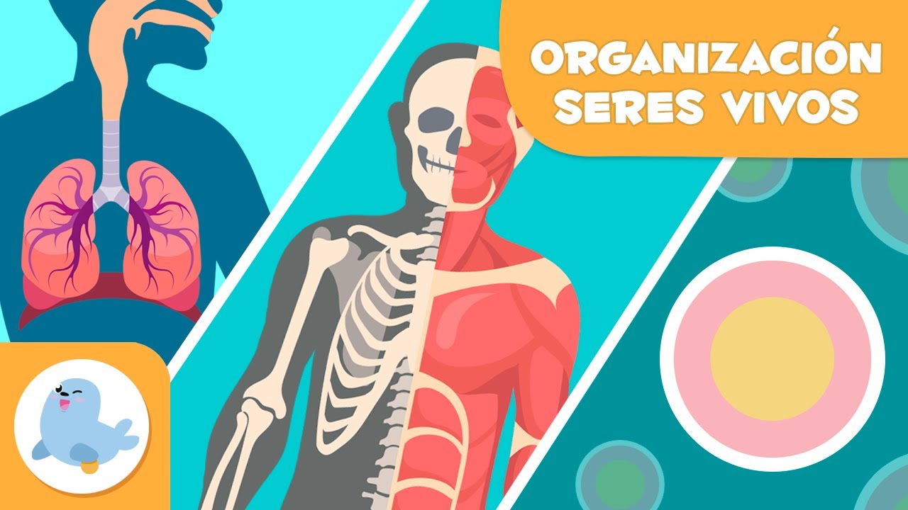los tejidos organos y sistemas de los vertebrados