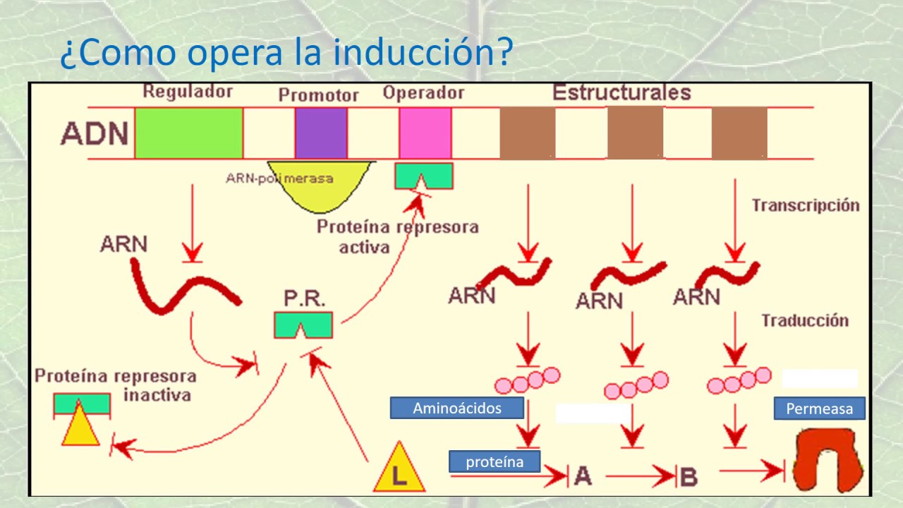 metabolismo del nitrogeno en las plantas
