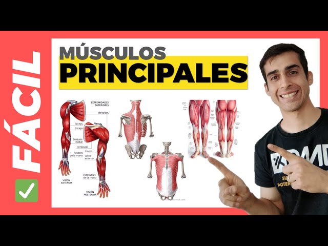 musculo más grande del cuerpo humano
