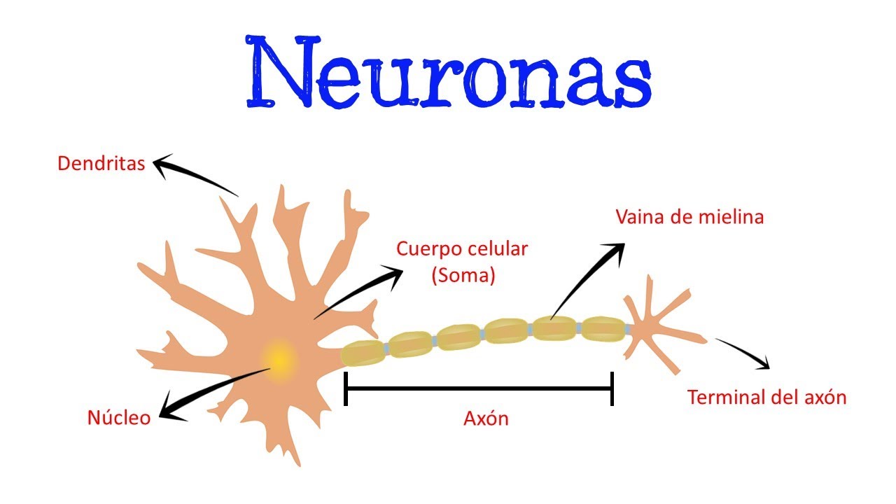 nombres de las partes de la neurona