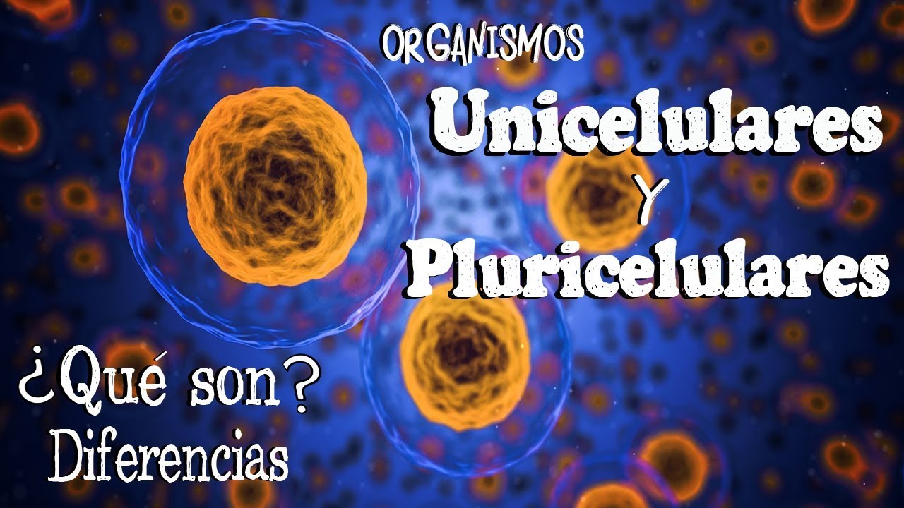 organismo unicelular que vive en el cuerpo humano