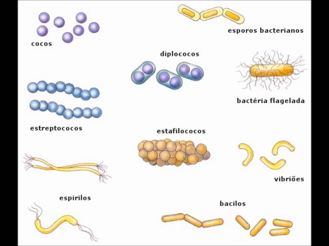 organismos que habitan en el cuerpo humano y como influyen