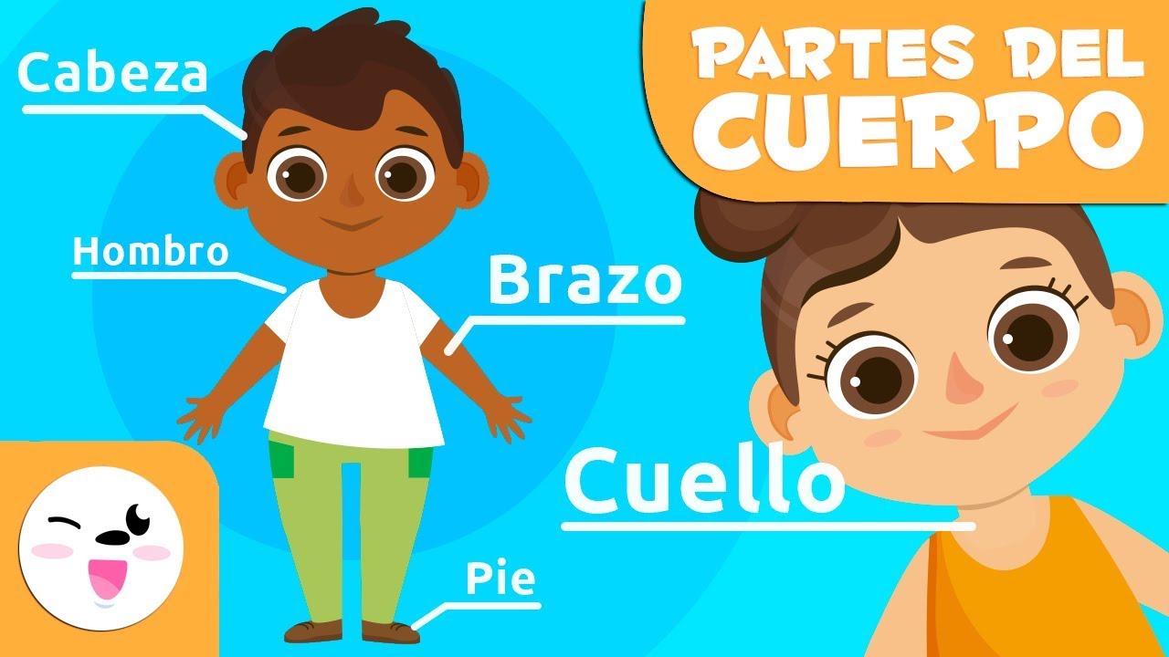 partes del cuerpo humano y sus funciones para niños