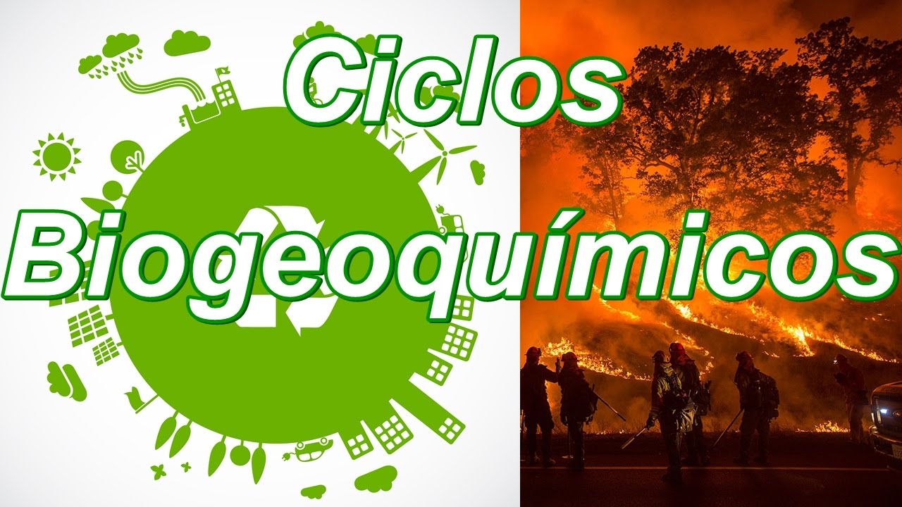 porque son importantes los ciclos biogeoquímicos