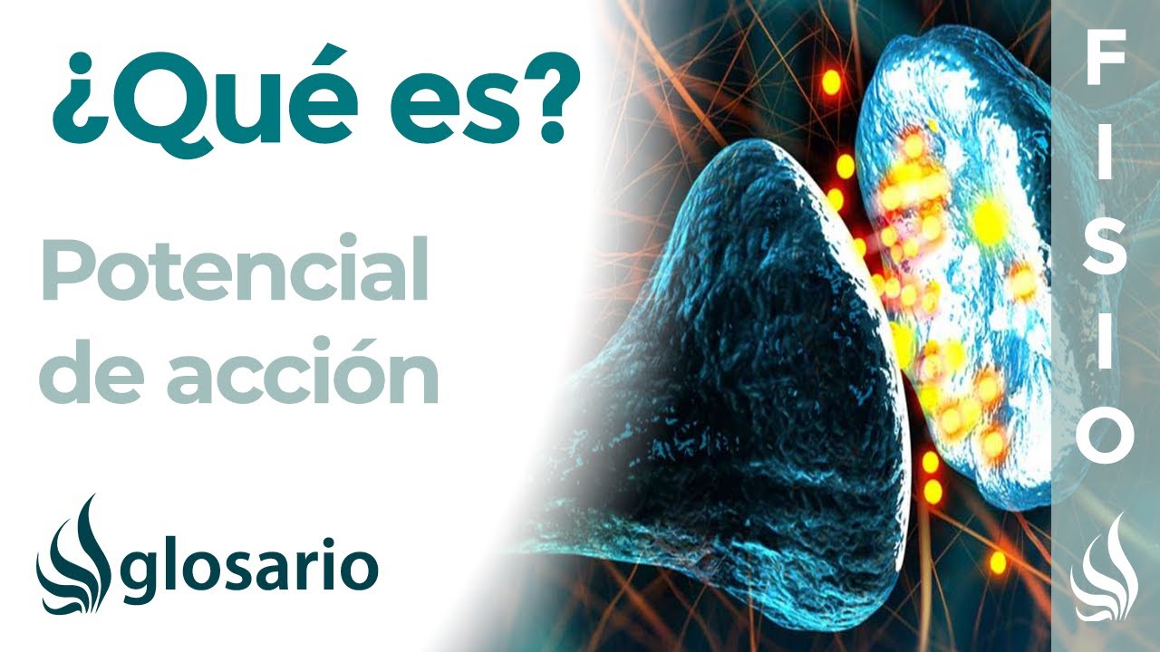 potencial de reposo y potencial de acción