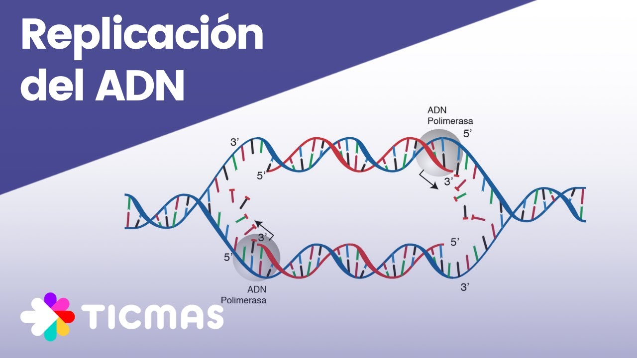 provocan enfermedades a partir de la replicación del adn de las células