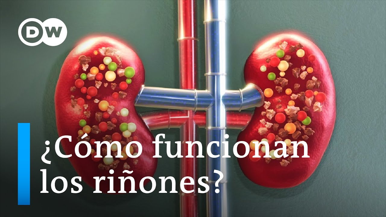pulmones y riñones en el cuerpo humano