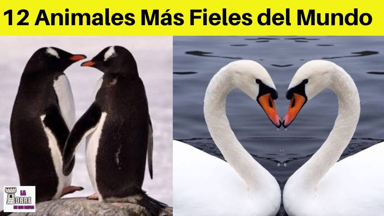 que animal dura toda la vida con su pareja