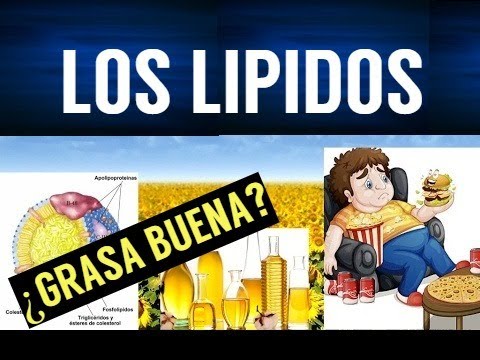 que funcion tiene los lipidos en el cuerpo humano