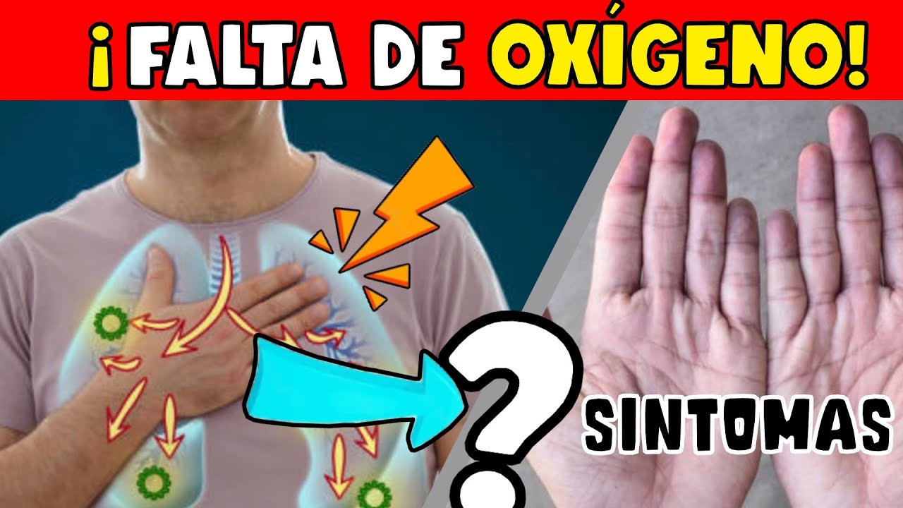 que organo puede recibir tanto el alimento como el aire que respiramos
