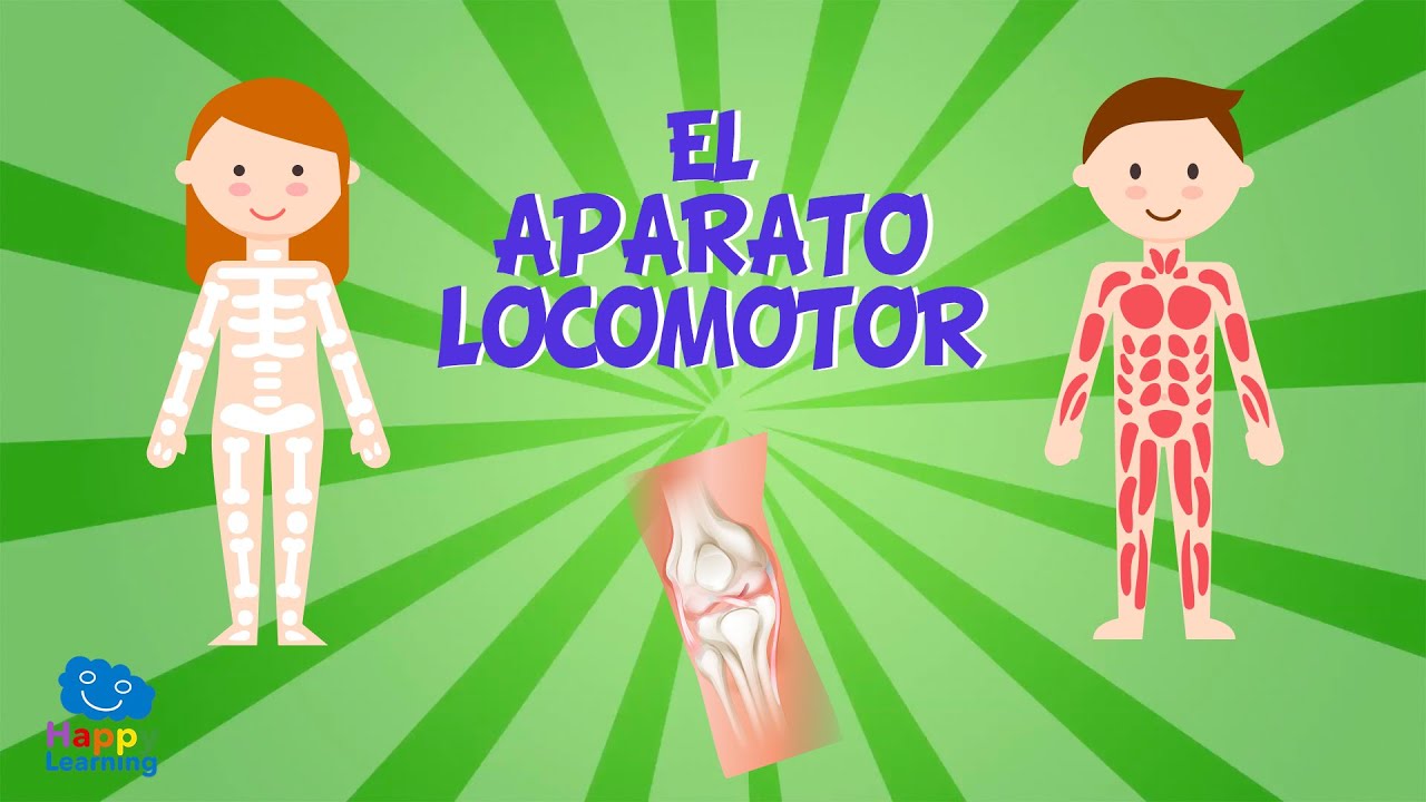 qué órganos forman el aparato locomotor
