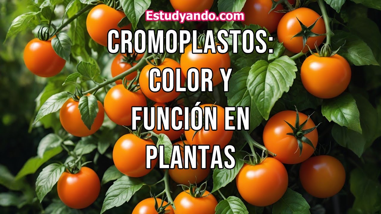 que pigmentos pueden tener los cromoplastos