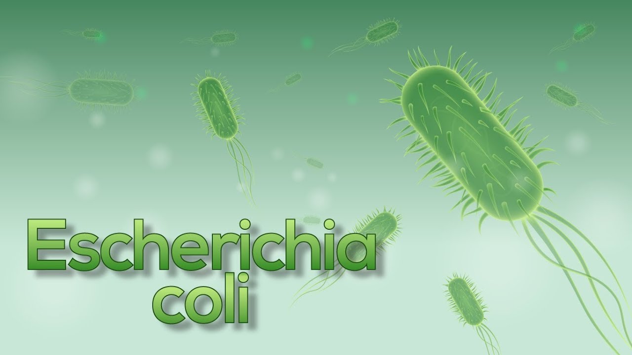 que tipo de celula es la bacteria escherichia coli