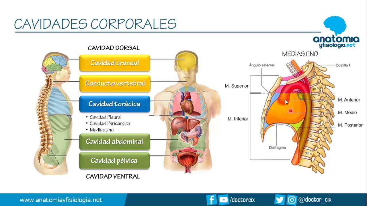 regiones y cavidades del cuerpo humano