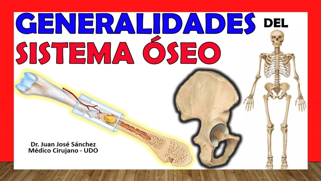 relacion entre el sistema oseo y otros sistemas del organismo