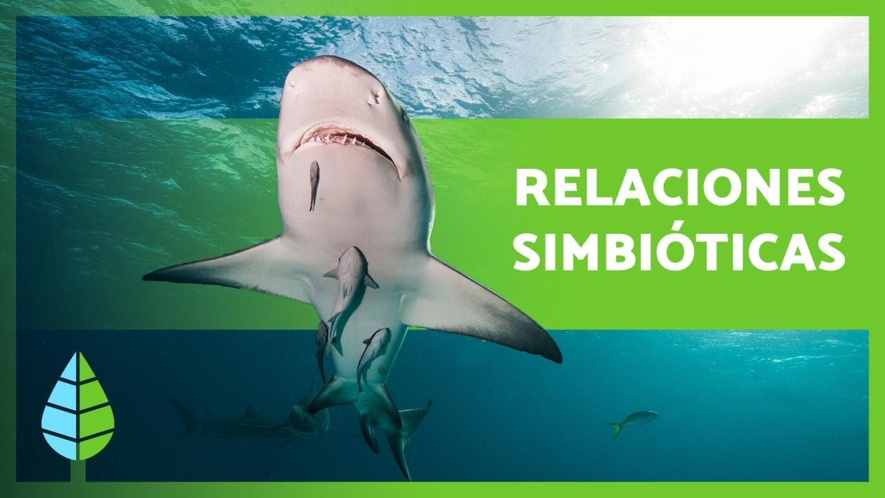 relaciones simbioticas entre los seres vivos