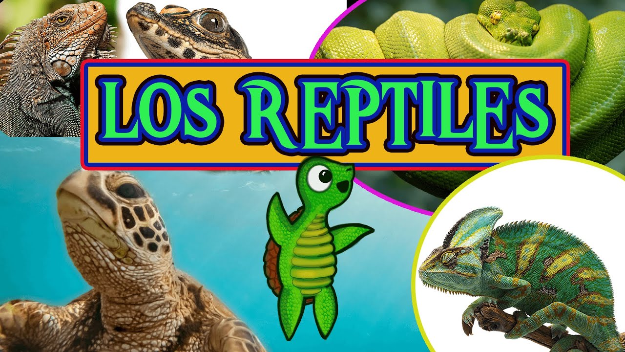 reptiles caracteristicas generales