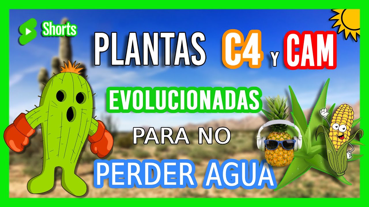 se dice de las plantas adaptadas a climas secos