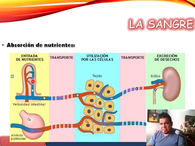 sistema hematologico anatomia y fisiologia