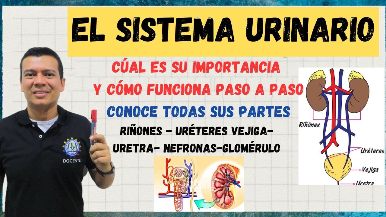 sistema urinario anatomia y fisiologia