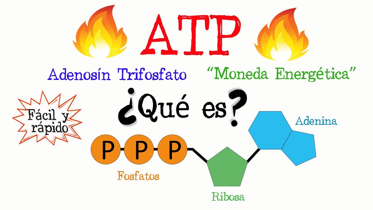 sustancia que almacena energía en sus enlaces