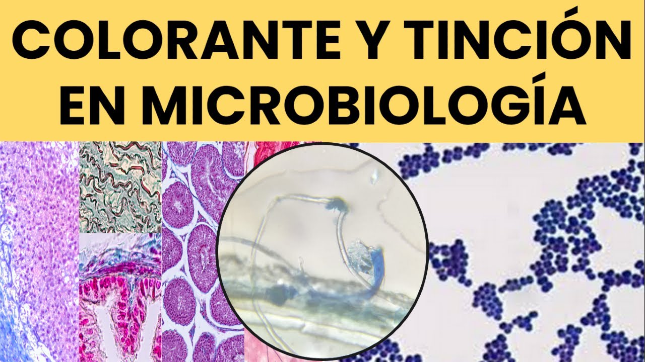 tipos de colorantes que se utilizan en biologia