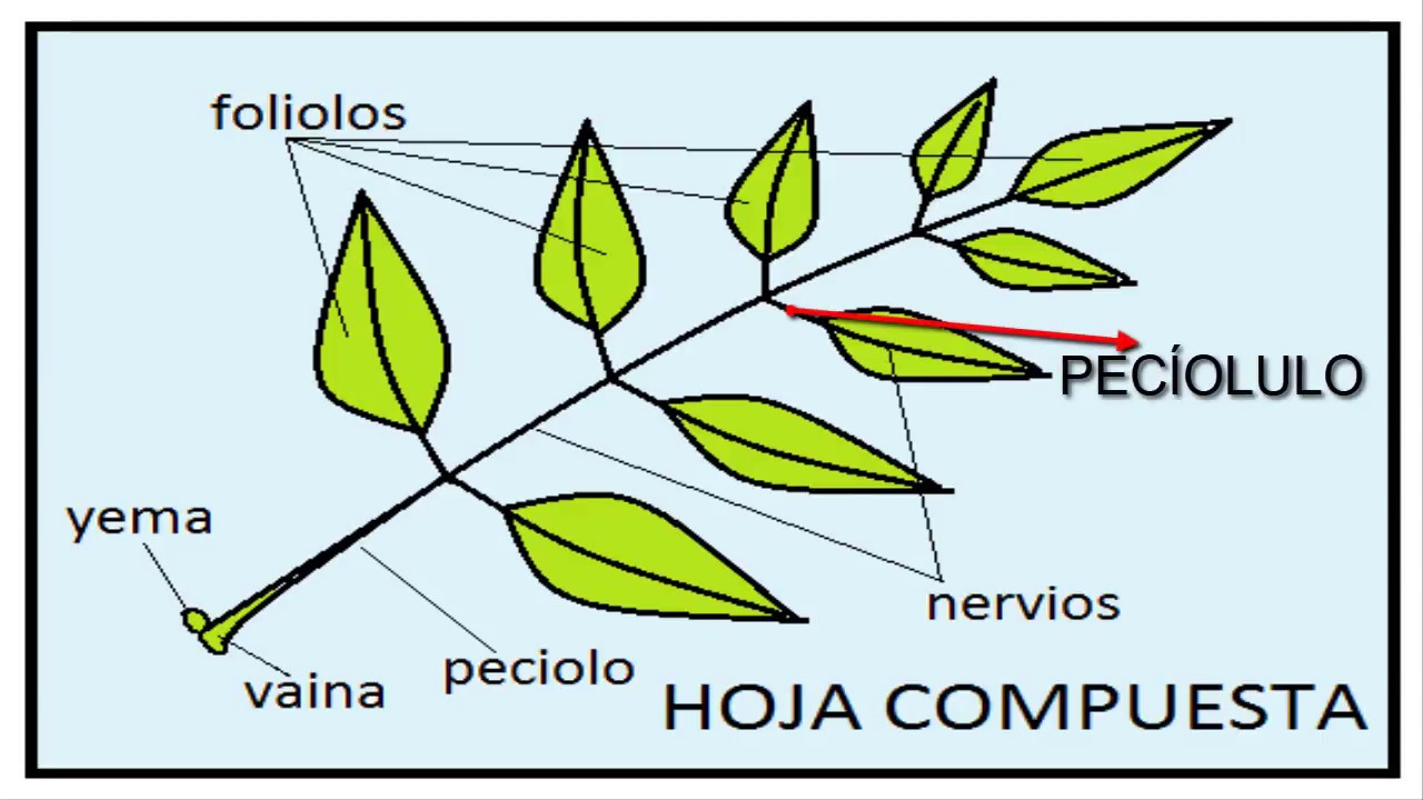 tipos de hojas de plantas simples y compuestas
