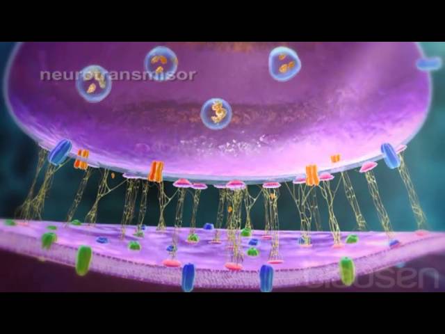 transmite señales entre cerebro y cuerpo