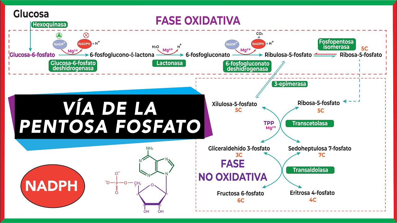 via de las pentosas fosfato donde ocurre