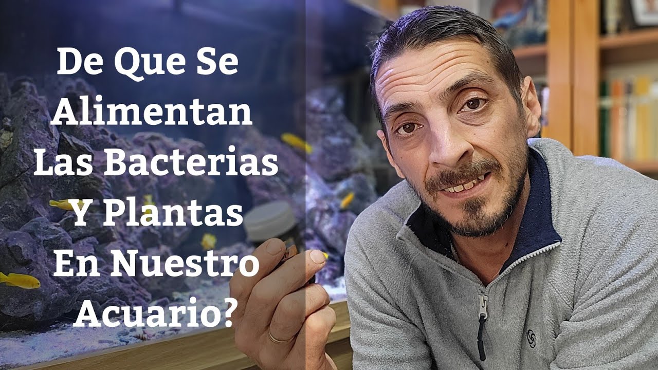 algunas bacterias producen su alimento a partir de sustancias inorganicas