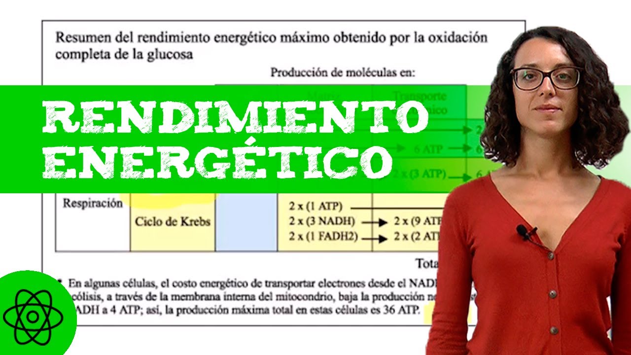 balance energetico de la glucolisis