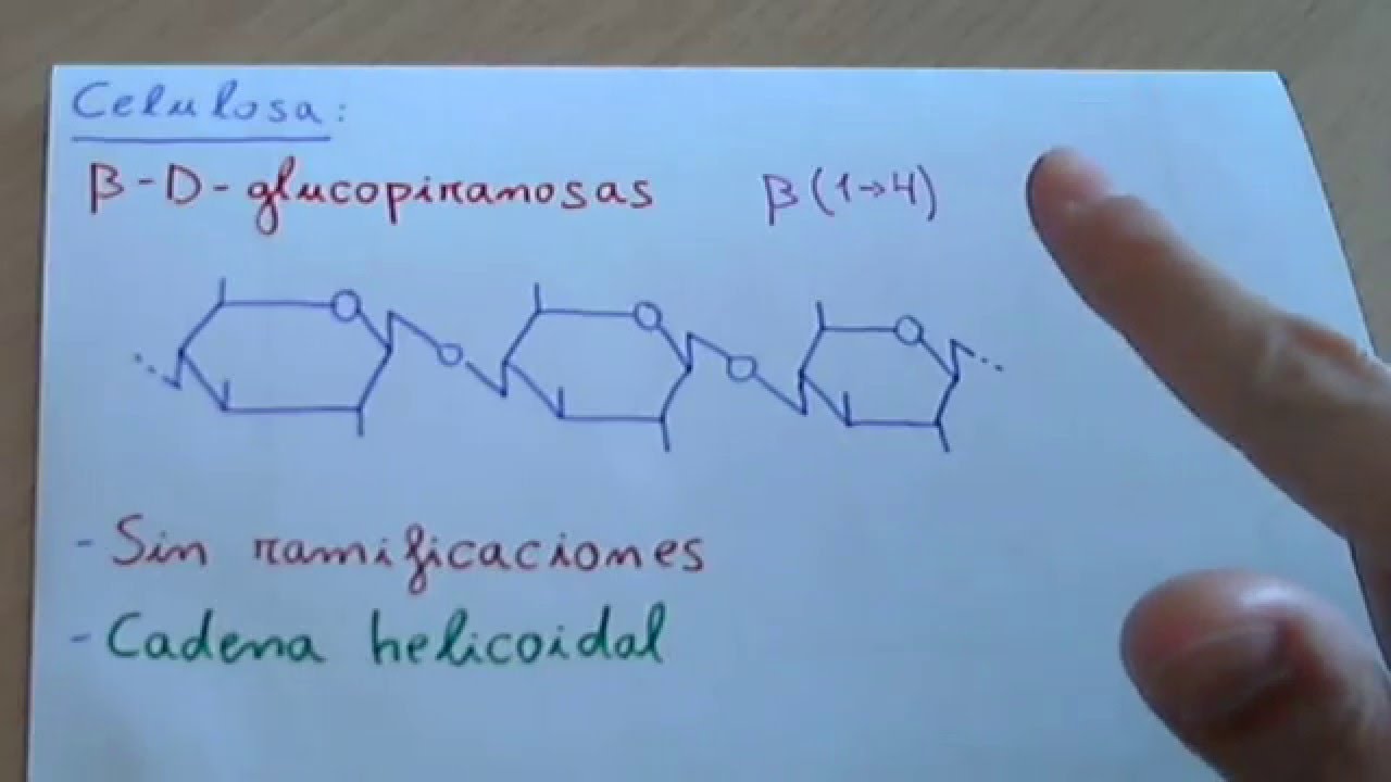 celulosa ubicacion en los seres vivos