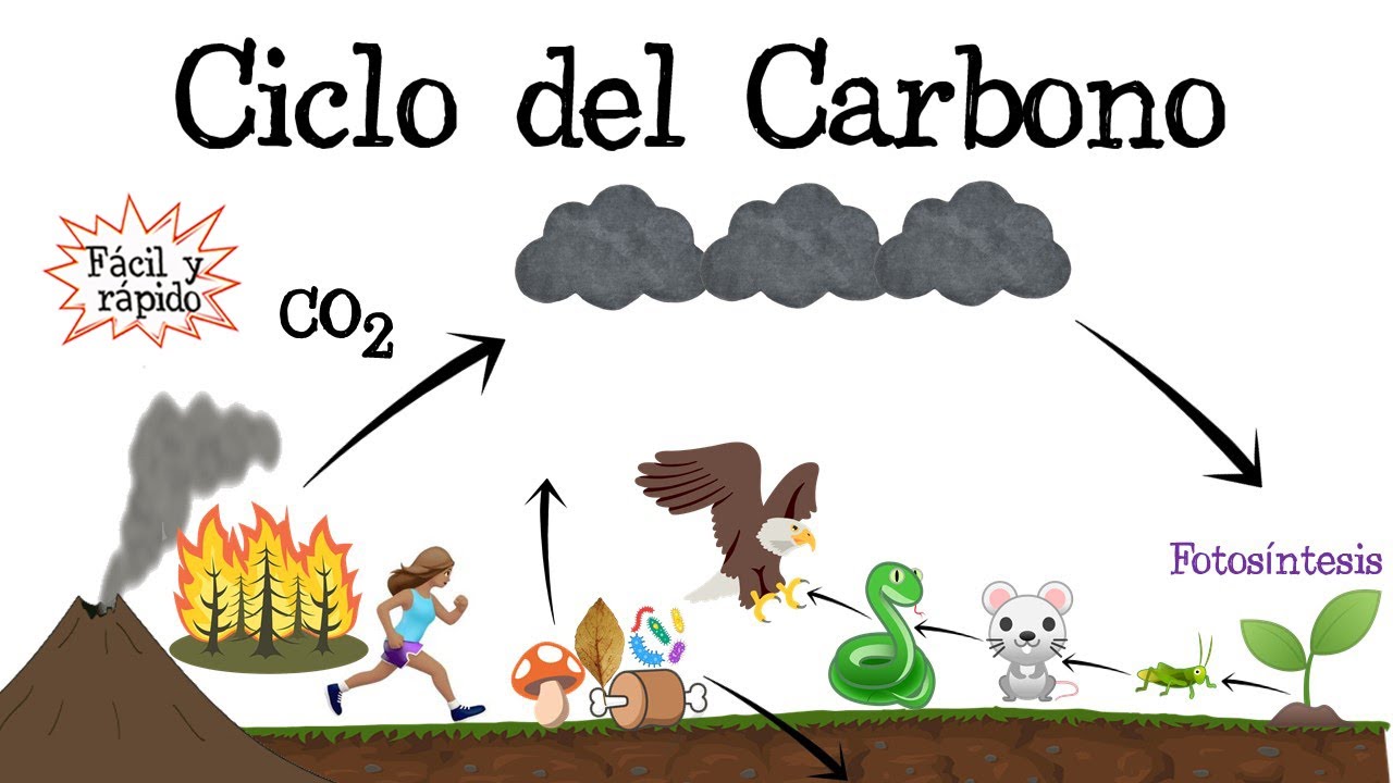 como participa la respiracion en el ciclo del carbono