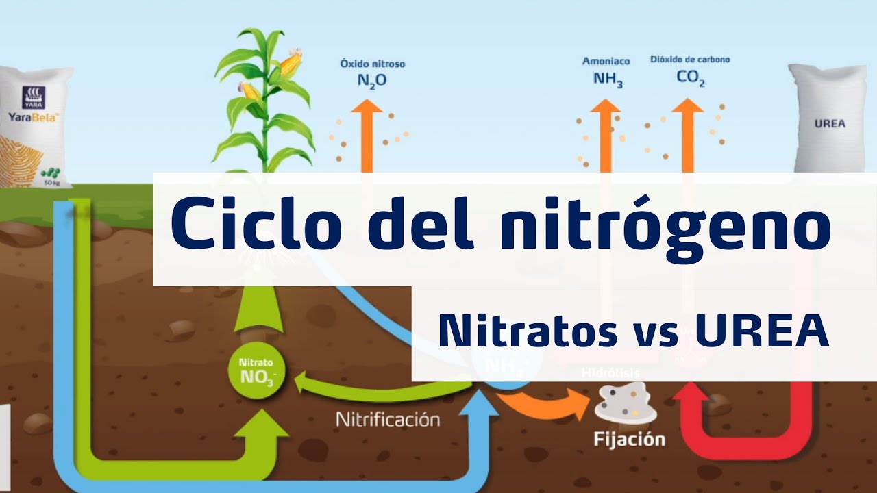 como se fija el nitrogeno del aire en la tierra como fertilizante