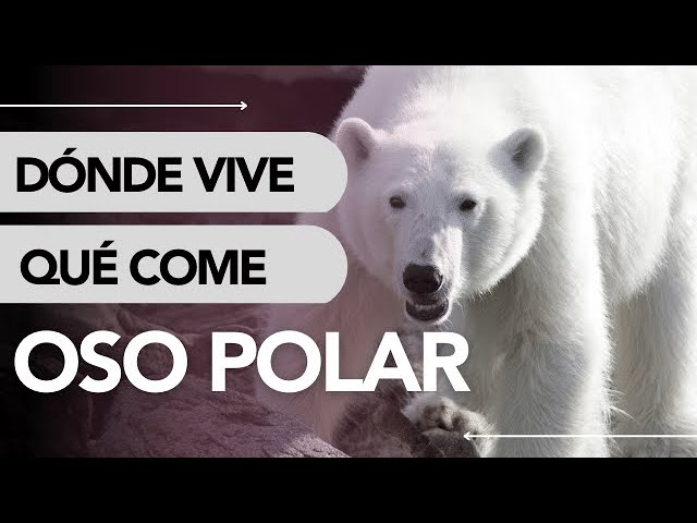 como se llama donde viven los osos polares