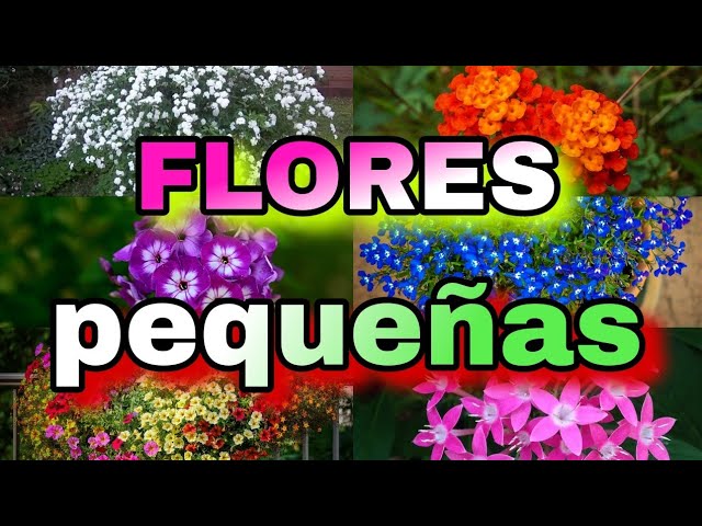 como se llaman las plantas chiquitas