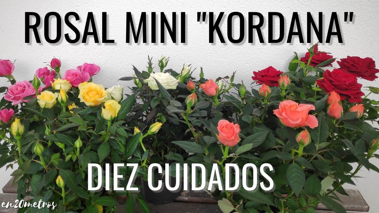 como se llaman las rosas chiquitas