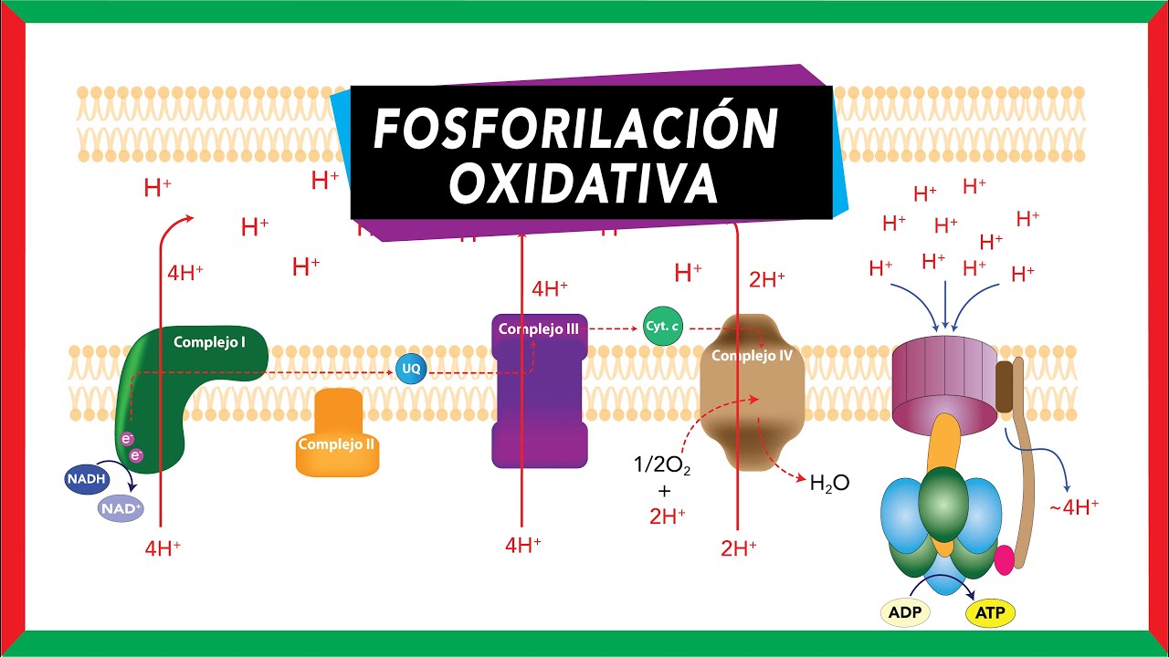 complejos de la fosforilacion oxidativa