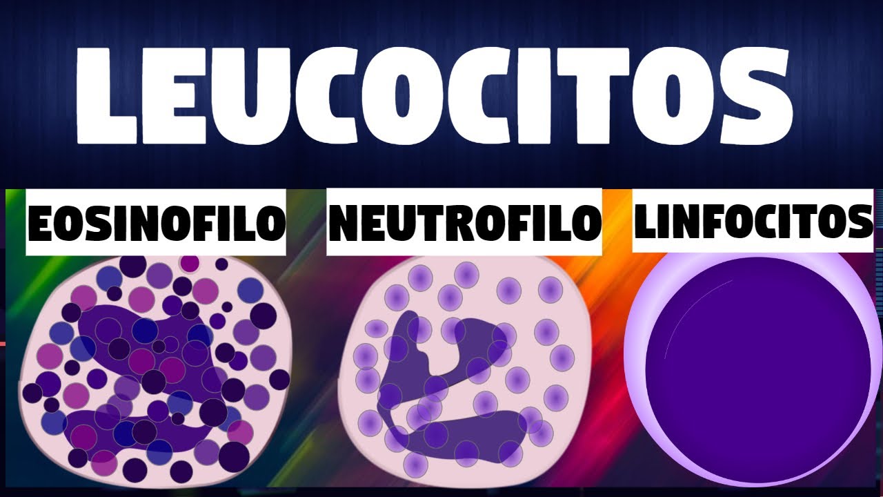 componentes de los globulos blancos