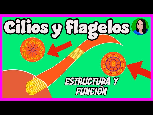 componentes estructurales de un cilio y flagelo